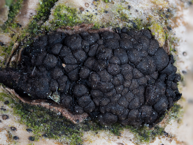 Camarosporidiella caraganae Skeletocutis brevispora